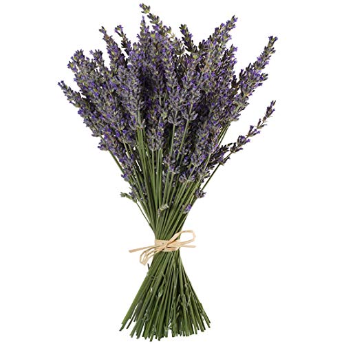 Tooget Lavendel Vermehren